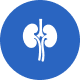 Kidney Icon photo